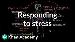 Responding to stress  Processing the Environment  MCAT  Khan Academy [upl. by Ecirehc795]