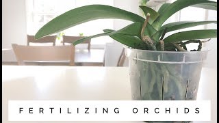 how to fertilize orchids [upl. by Veejar]