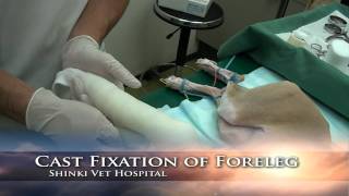 Cast fixation of foreleg [upl. by Jar]