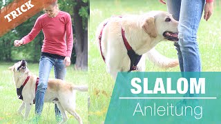 Hund SLALOM beibringen  Hundetrick Cross  durch die Beine laufen [upl. by Kimmy220]