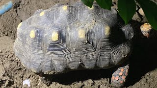 Redfoot tortoise is laying KPTortoises kptortoises exotics redfoottortoise pets [upl. by Mert]