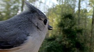 Tufted Titmouse Enjoying the Background Singing [upl. by Atiz]