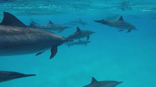 Marsa Alam Egypt Dolphin Freediving [upl. by Yerok128]