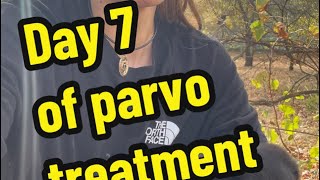 Day 7 of parvo treatment Parvo puppies Parvovirus treatment [upl. by Clementina]