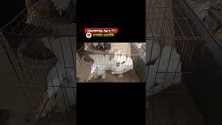 pets pet petslover petsvlog kobutor pigeon pigeonlover racerpigeon racer racerkabootar [upl. by Kho]