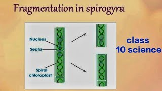 Class 10 science ।। fragmentation in starfish planaria spyrogyra ।।ssc preparation ।। NCERT ।।CBSE [upl. by Wetzel]