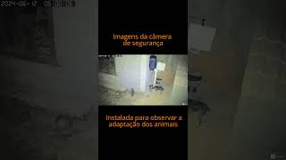 Alimentação de Cachorros Veja como nosso Alimentador Automático Pode te Ajudar [upl. by Dannel965]