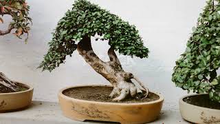 Diez especies de arboles de hoja caduca hermosos para bonsai [upl. by Osnerol]