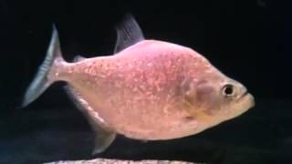 Marginatus Piranha Rare [upl. by Zebadiah]