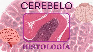 Histología de Cerebelo [upl. by Etnwahs]