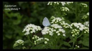 Eupatorium Rugosum Lucky Melody® 4K [upl. by Arval]