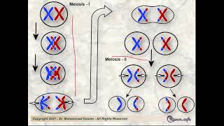 Introduction to Cytogenetics [upl. by Brahear]