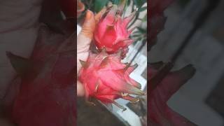 Dragon fruits from my terrace garden organic [upl. by Geordie380]