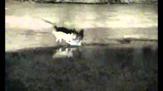 GRAPHIC Jackal Kills Giant Eagle Owl at Petes Pond 7112013 [upl. by Libre794]