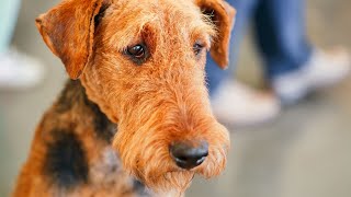 Airedale Terriers Good Guard Dogs [upl. by Joanna]