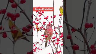 Purple Finch Sound [upl. by Mcwilliams]