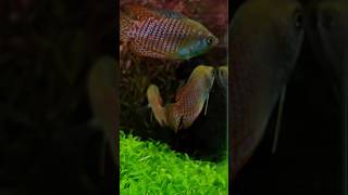 Dwarf gourami  Rotala Hra Hemianthus Micranthemoides aquascape aquarium viralvideo fishtank [upl. by Ingalls]