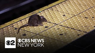 NYC hosting national urban rat summit [upl. by Ajiram]