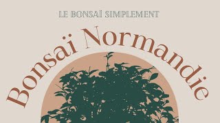 BONSAÏ 🌳 Yamadori Mise en Pot d’un Noisetier [upl. by Corder530]