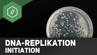 DNA Replikation  Initiation [upl. by Aihsoj]