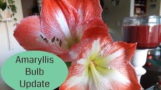 Amaryllis Minerva Bulb Care Holiday Amaryllis Bulb dormancy [upl. by Grodin886]