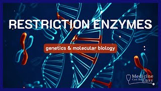 Restriction Enzymes  NOTES [upl. by Queston469]