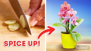 Make your orchid bloom like crazy Miracle orchid fertilizers [upl. by Suirtemid]