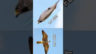 Worlds fastest Bird peregrinefalcon shorts information subscribe like share [upl. by Cristionna]