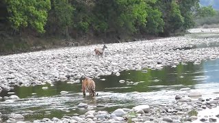 🐯 TIGER ATTACK ON SAMBAR DEER 😲 DHIKALA Zone Safari  Jim Corbett National Park [upl. by Annodal]