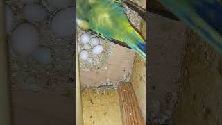 Budgie sounds for relaxation [upl. by Kovacs606]