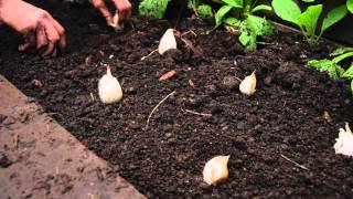 How to plant garlic [upl. by Ciaphus965]