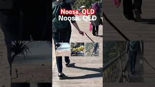 HIGHLIGHTS Noosa QLD queenslandtourism dogfriendlyadventures noosa qld [upl. by Elvie]