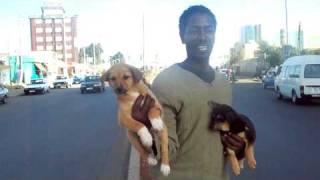 Ethio Dog Dealer  Buy puppy [upl. by Edlyn]