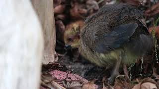 Australian Baby Bush Turkey [upl. by Ogirdor121]