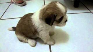 Filhote Lhasaapso Lhasaapso puppy [upl. by Aiduan245]