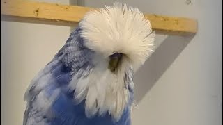 budgerigars birds budgiegar parrot budiges birdslover budgies asmr shorts kusum birds [upl. by Mullen]