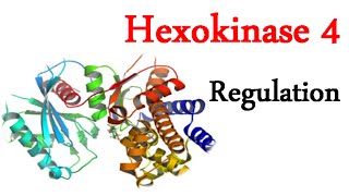 Regulation of hexokinase 4 [upl. by Sparkie182]