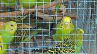 Video Burung Parkit [upl. by Duke496]