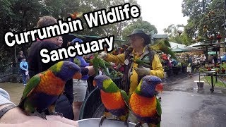 Lorikeet Feeding at Currumbin Wildlife Sanctuary  Gold Coast  Australia [upl. by Sondra481]