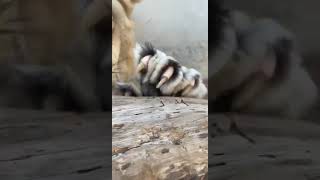 مخالب الأسد hyenas اكسبلور animals hyena [upl. by Neelsaj]