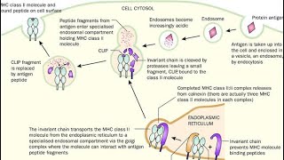 Cell Mediated Immunity part 1  MHC2 Exogenous pathway Explained [upl. by Kosaka846]