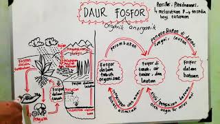 Daur Fosfor  Daur Biogeokimia  Ekologi  Biologi X [upl. by Lorrayne850]