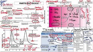 Obstetricia  5 RM19 2V DÍA 1 OBSTETRICIA PARTO EUTOCICO de Qx Medic on Vimeo [upl. by Ailatan739]