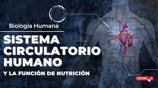 EL SISTEMA CIRCULATORIO HUMANO y la función de nutrición Guía Completa [upl. by Daphna370]