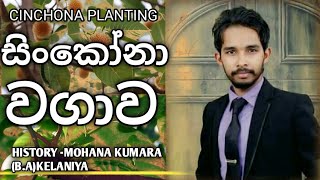 සිංකෝනා වගාවCinchona plantingRawana history class mohana kumara [upl. by Paolo]