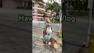 Waikiki Daily Dog Vlog with Ruca the SD servicedogteam goldenretriever [upl. by Bascio909]