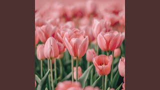 Soft Pink Tulip [upl. by Nesyla]