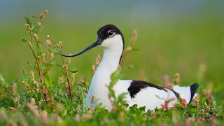 Pied Avocet Chick Hatching from the Egg  Recurvirostra avosetta [upl. by Kalle]