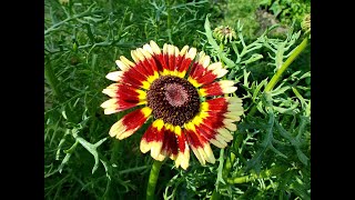 Хризантема1 Chrysanthemum2 Garden flowers217 Декоративные растения [upl. by Tteve]