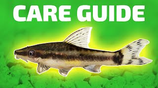 Otocinclus Catfish Care Guide  Aquarium CoOp [upl. by Anahc]